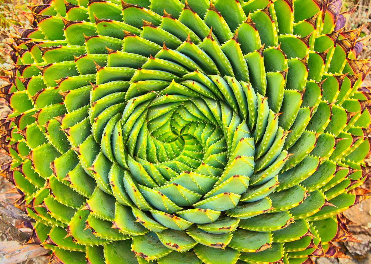 Spiral Aloe je tradiční rostlina v Lesothu puzzle online z fotografie