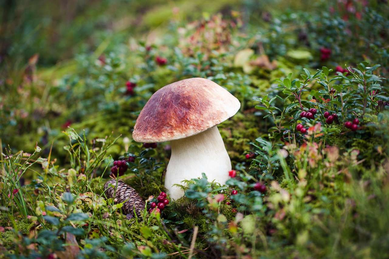 Cogumelo boleto selvagem na floresta da Letônia puzzle online a partir de fotografia