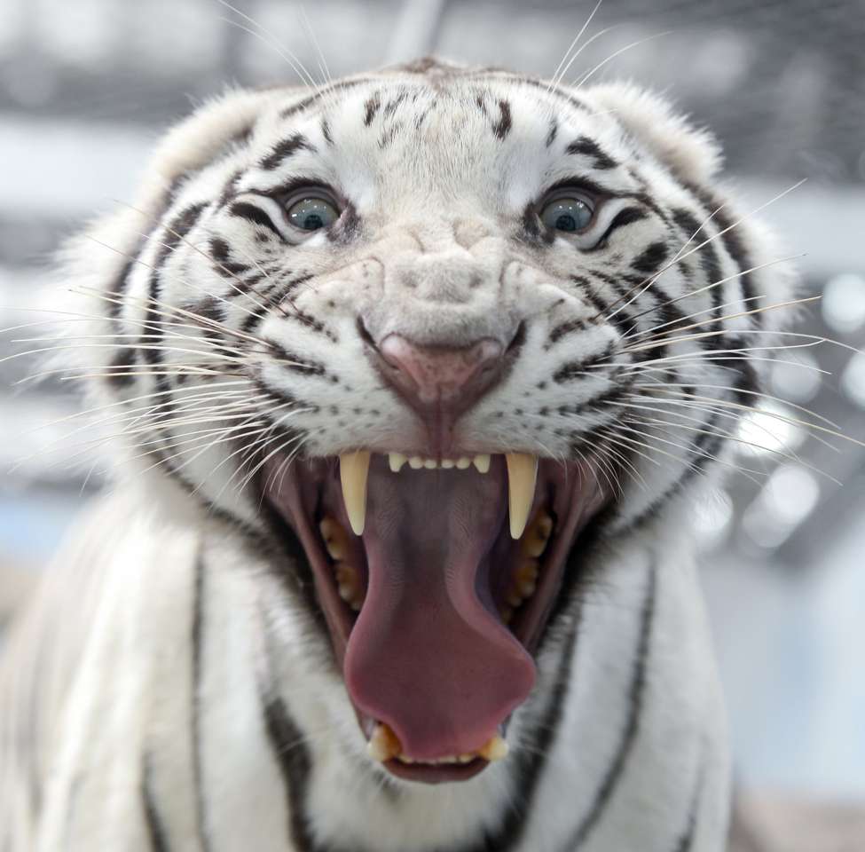vit bengalisk tiger pussel online från foto