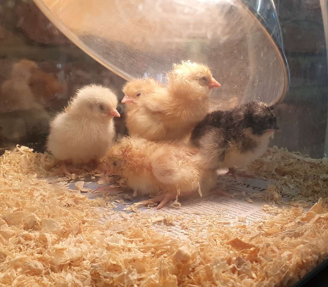 Baby kycklingar Pussel online