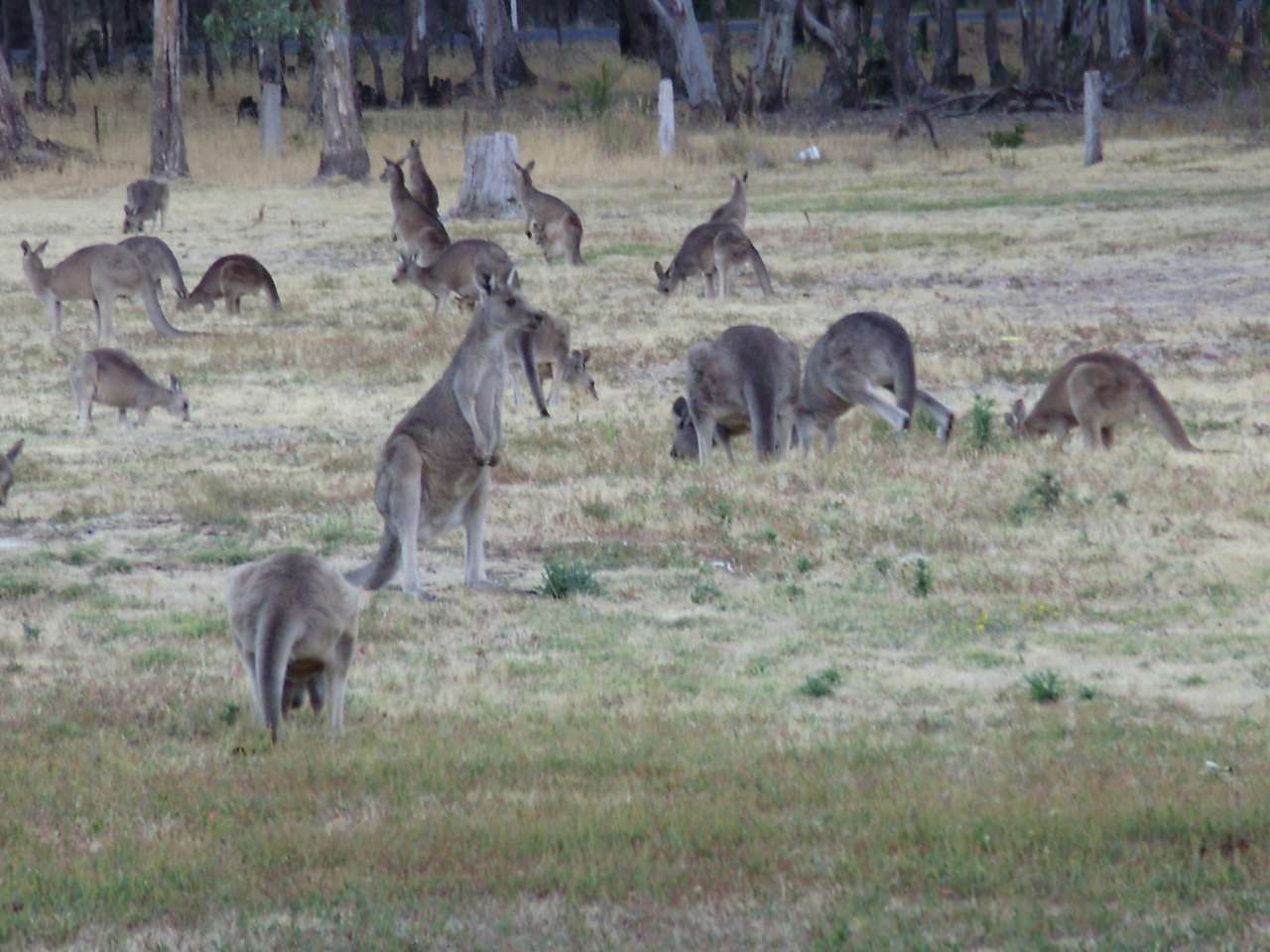 Kangaroos grazing puzzle online from photo