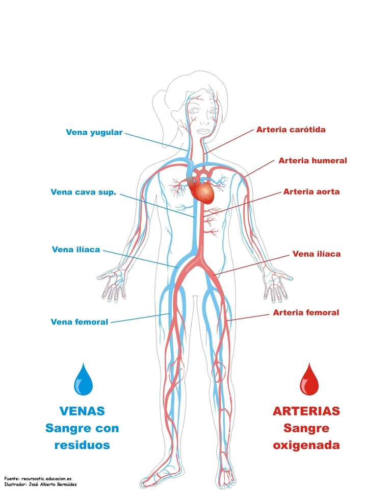 THE CIRCULATORY SYSTEM puzzle online from photo