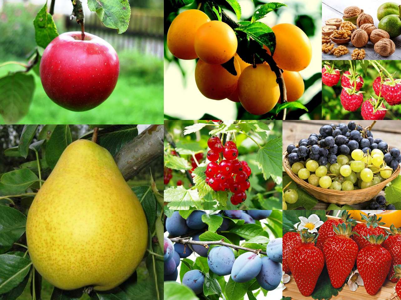 Fruit - collage puzzle online from photo