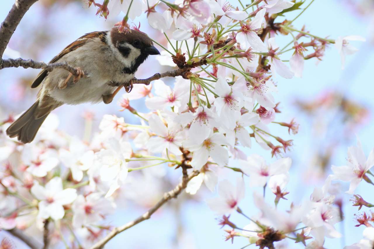 птица с цветущей вишней онлайн-пазл