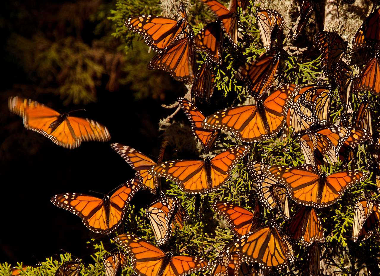 Πεταλούδες Monarch παζλ online από φωτογραφία