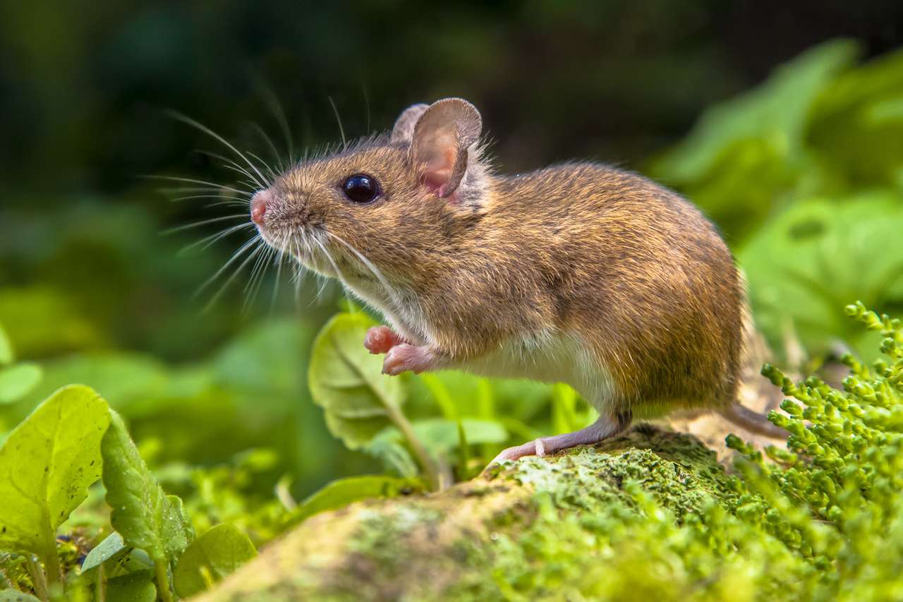 Cute Wild Wood mouse online puzzle