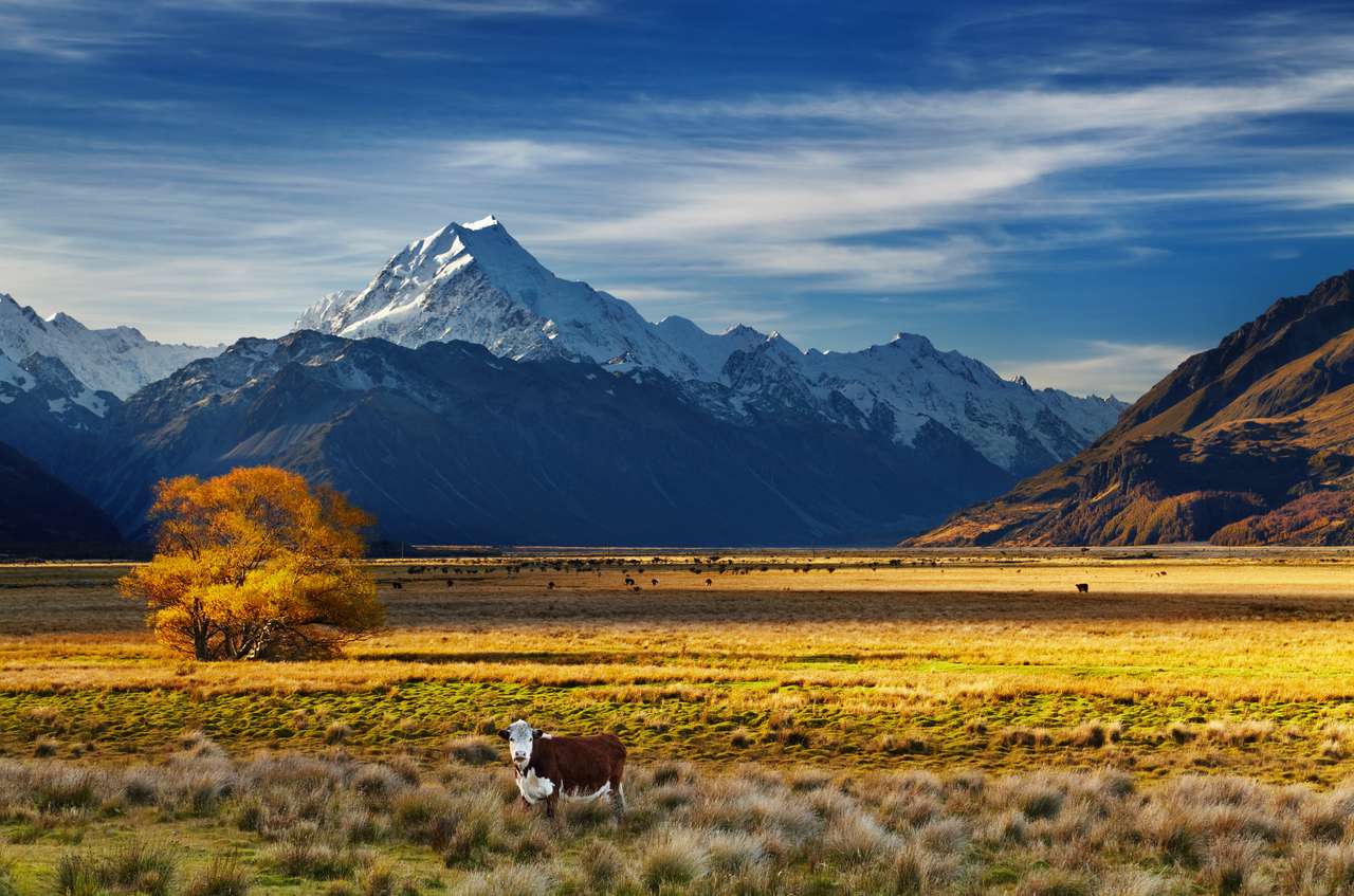 Zemědělská půda s pasoucími se kravami a Mount Cook puzzle online z fotografie