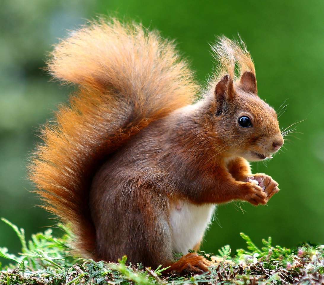 Squirrel puzzle online from photo