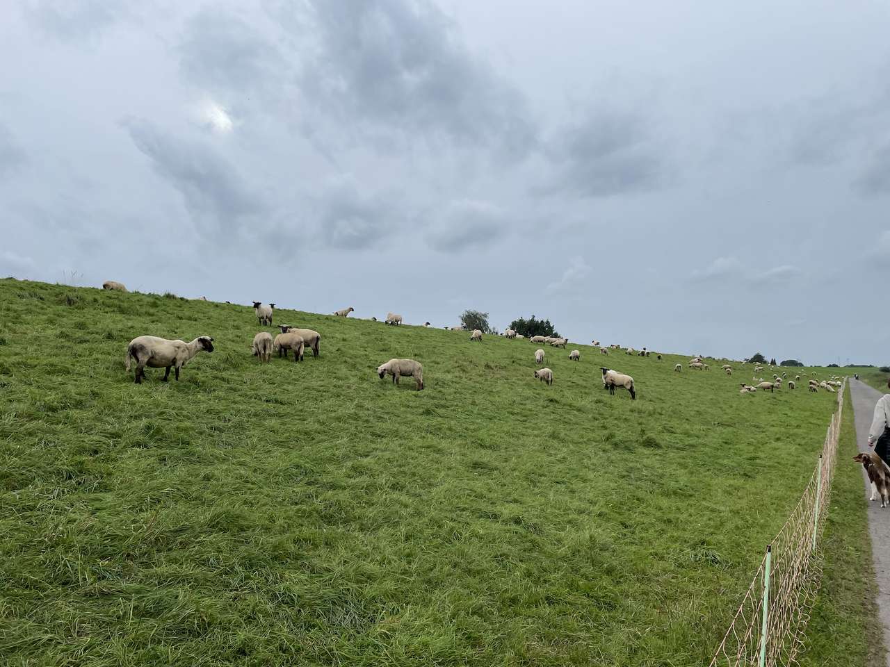 πρόβατα σε ένα λόφο online παζλ