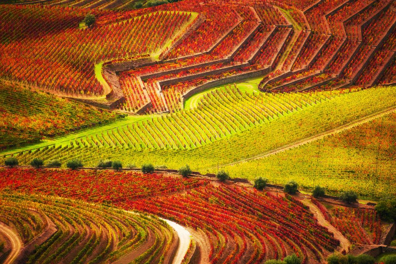 Weinberge im Flusstal des Douro in Portugal Online-Puzzle vom Foto