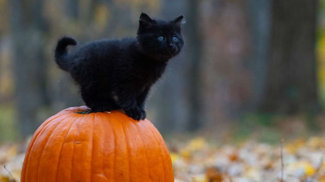 Černá kočka puzzle online z fotografie