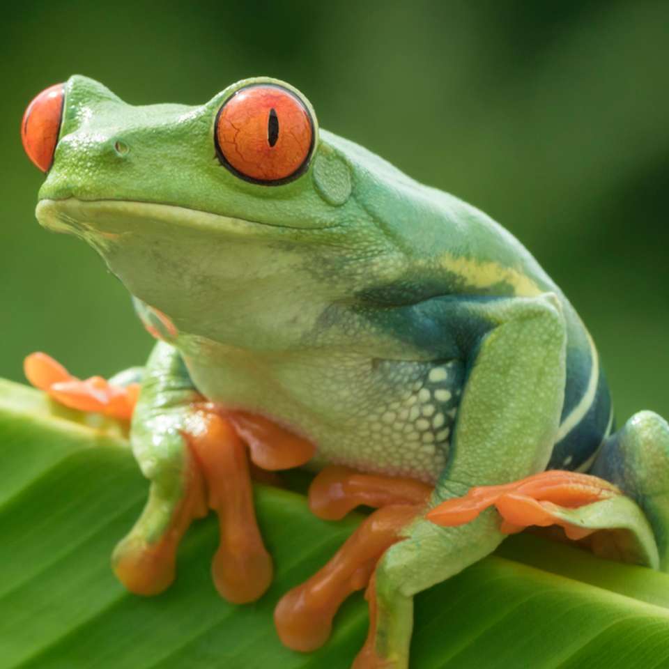 Froggie Living online παζλ