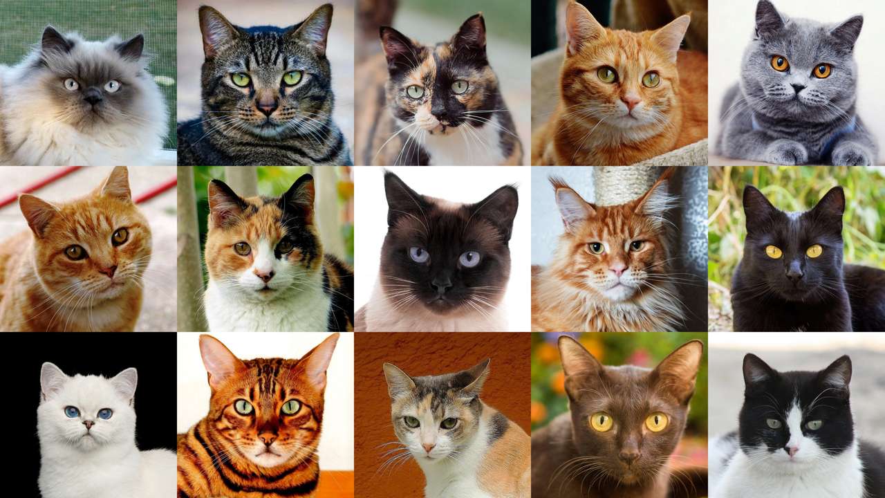 Katter - collage pussel online från foto