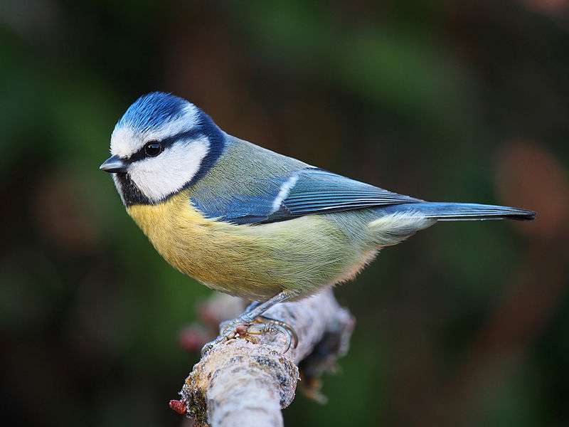 The blue tit puzzle online from photo