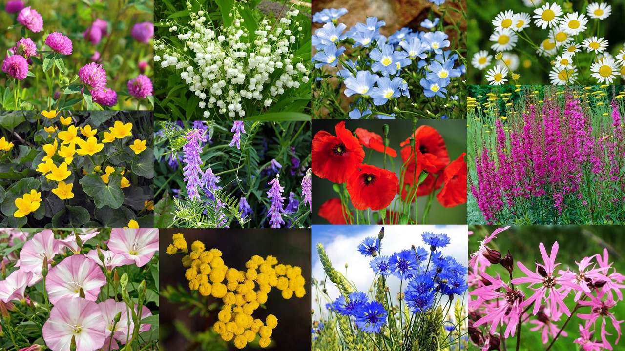Flores de campo puzzle online a partir de foto