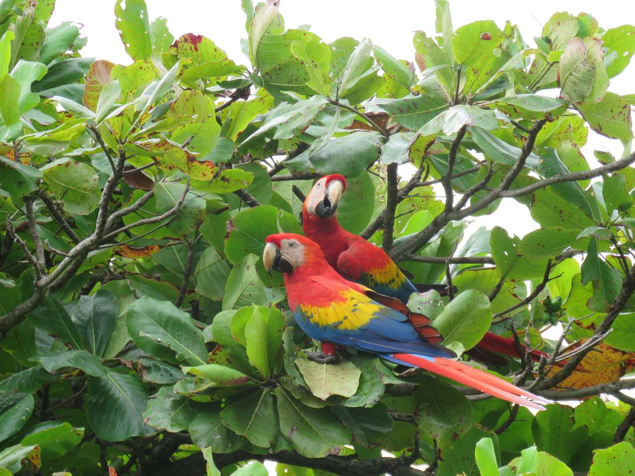 scarlet macaws puzzle online from photo