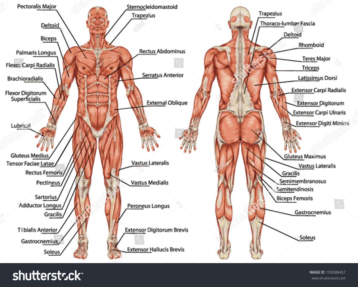 Human body online puzzle