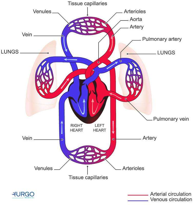 The cardio vascular system online puzzle