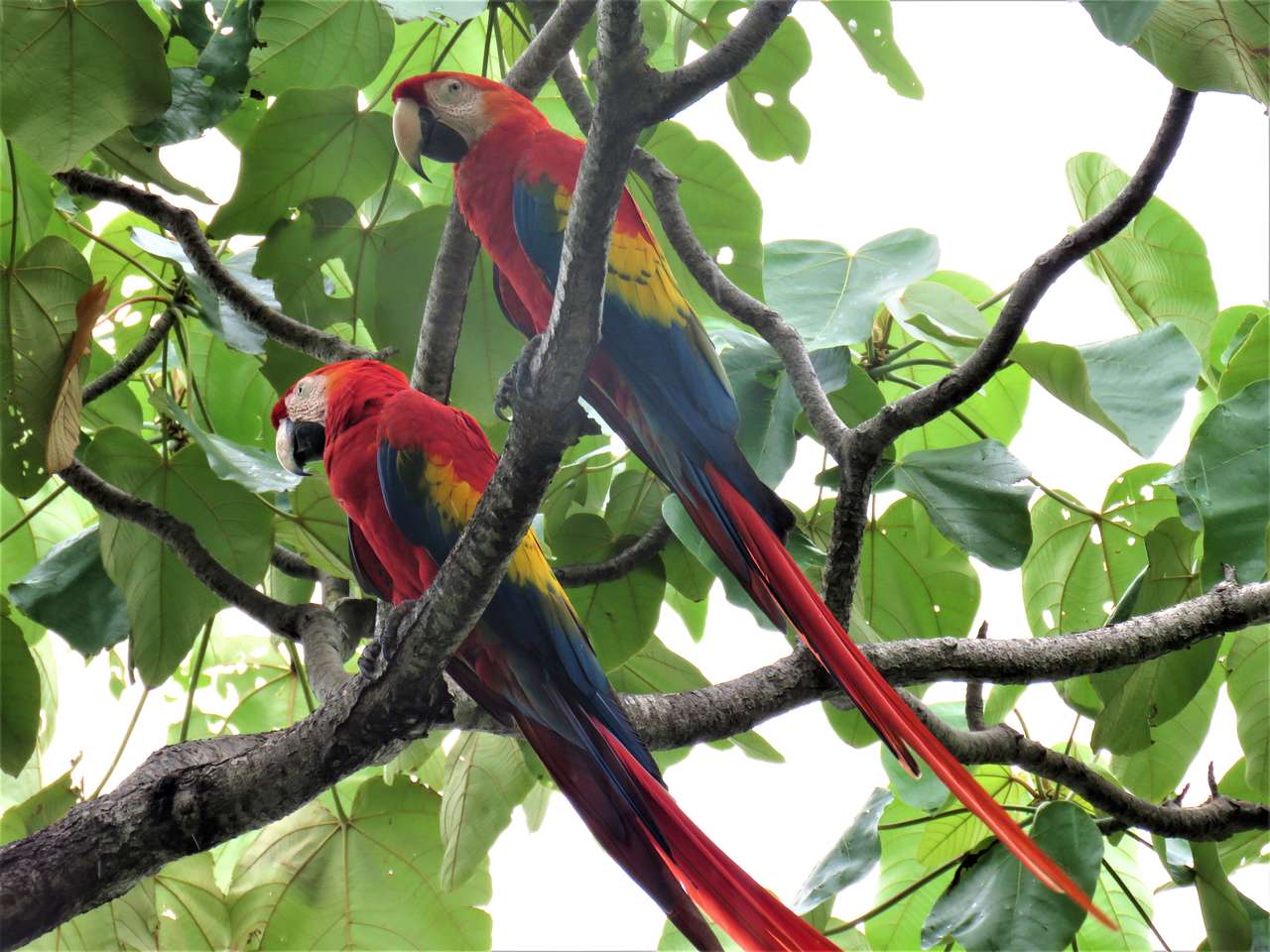 Scarlet macaws online puzzle