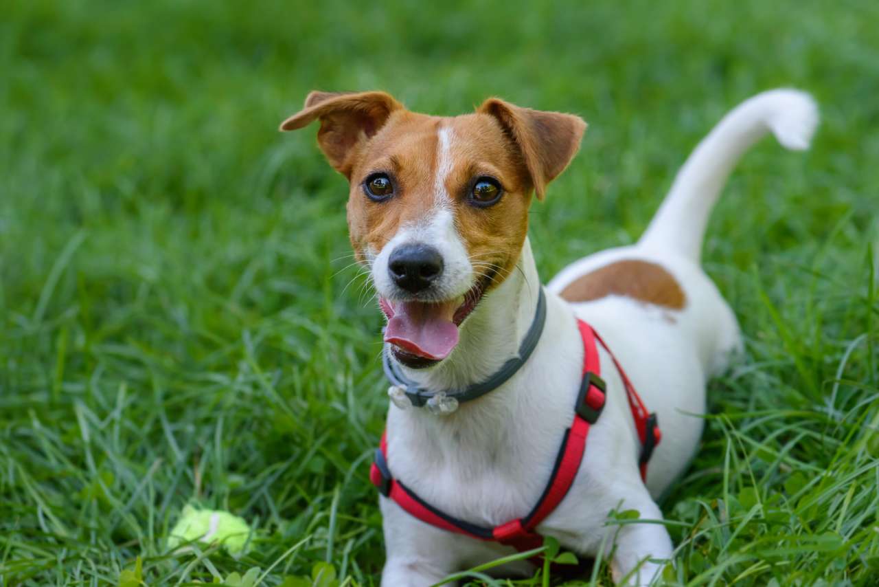 Jack Russell puzzle online