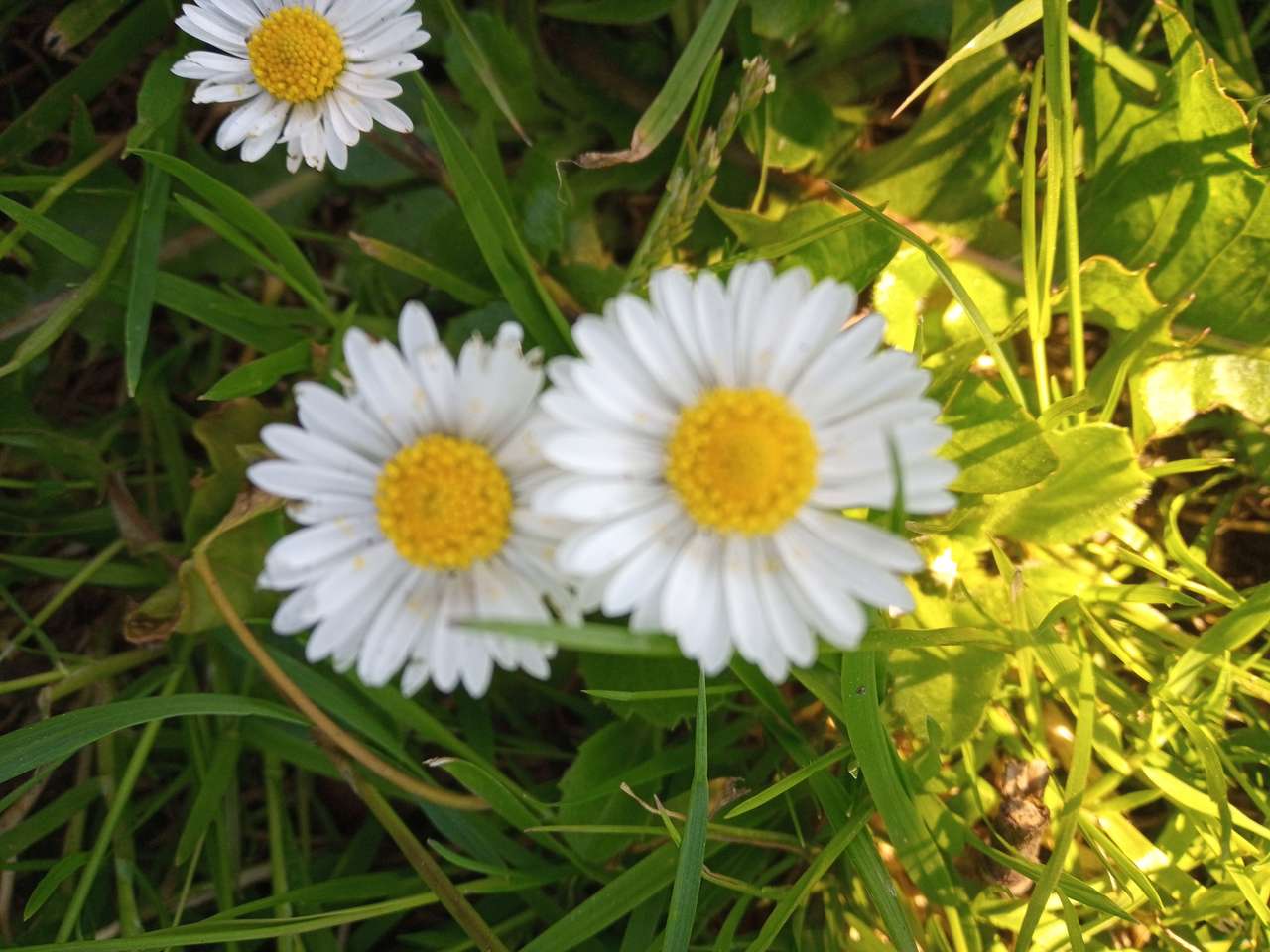 Daisy picture puzzle online from photo