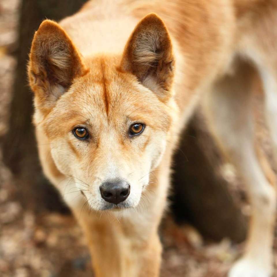 Dingo pussel pussel online från foto