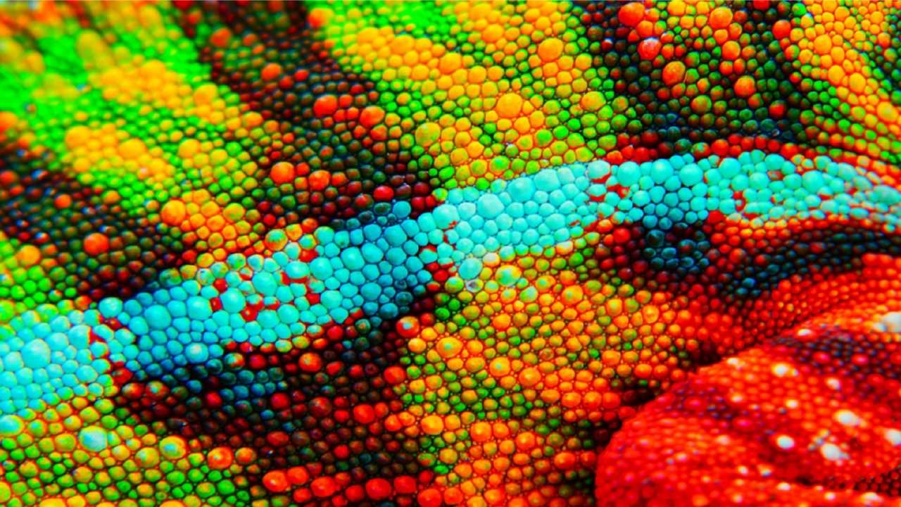 Panterkameleon huid close-up online puzzel