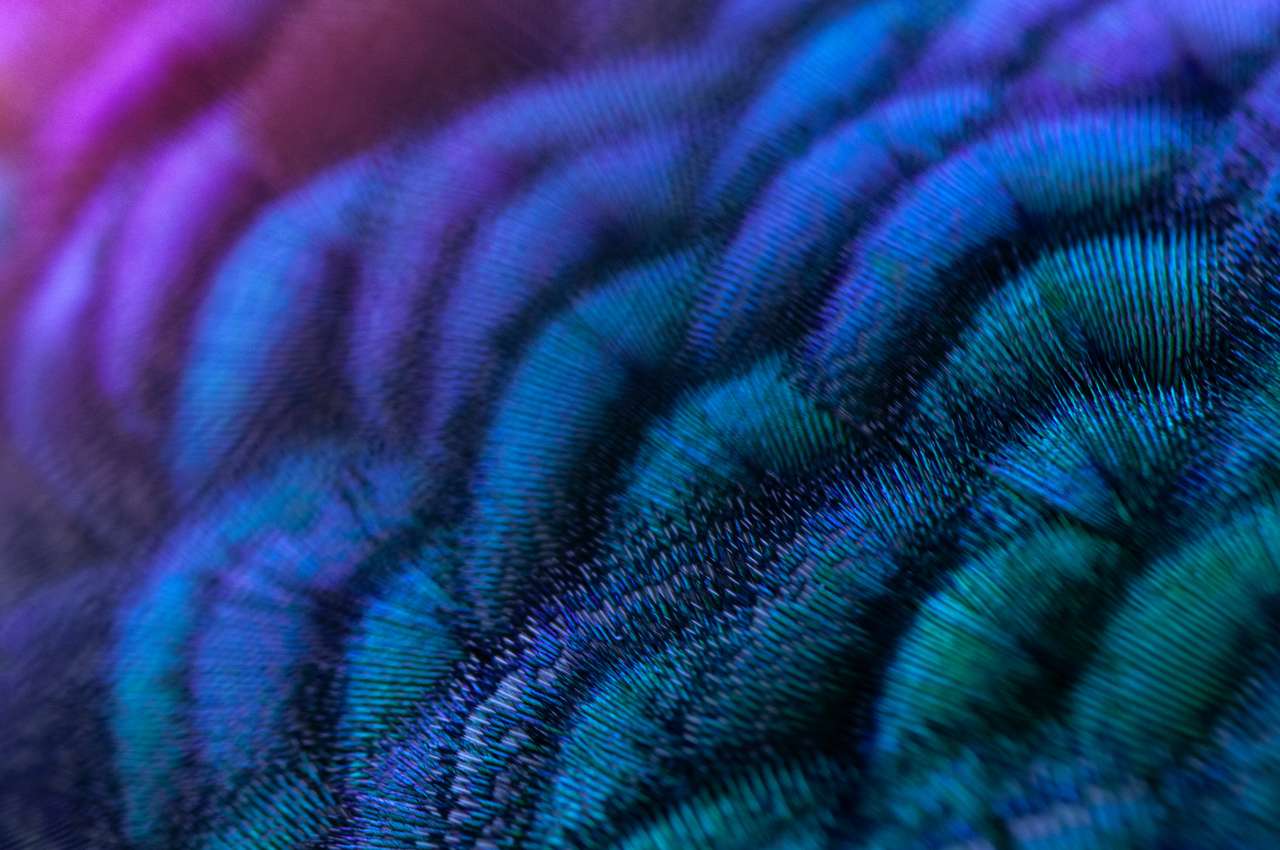 Close-up of the peacock feathers puzzle online from photo