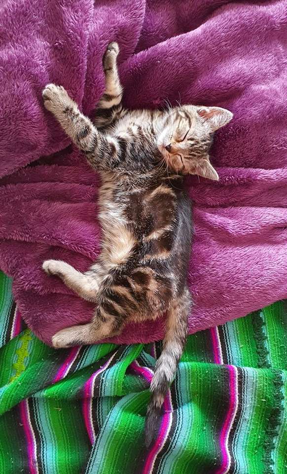 cica alszik puzzle online fotóról
