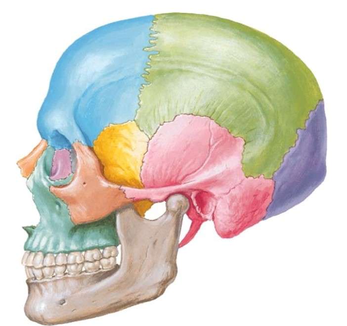 cráneo y sus partes rompecabezas en línea