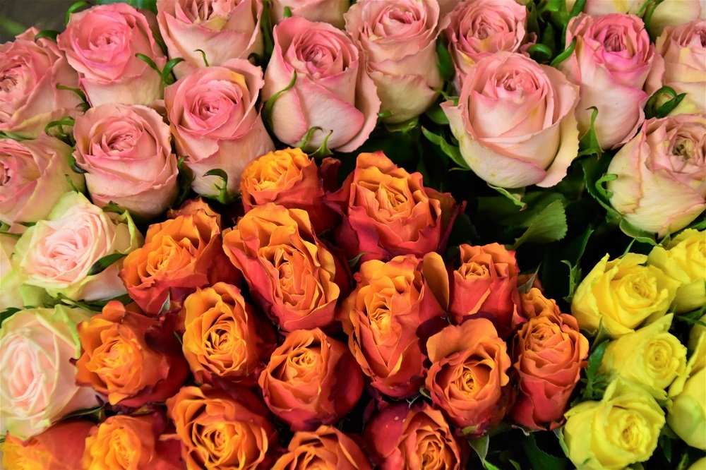 roses avec amour puzzle en ligne à partir d'une photo