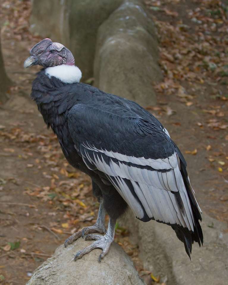 ANDEAN CONDOR NOT TO EXTINCTION online puzzle