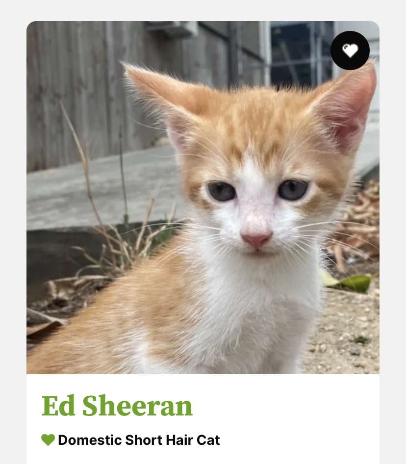 Ed Sheeran rompecabezas en línea