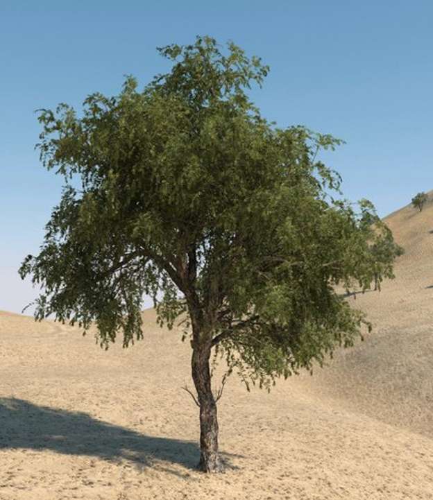 ghaf träd pussel online från foto