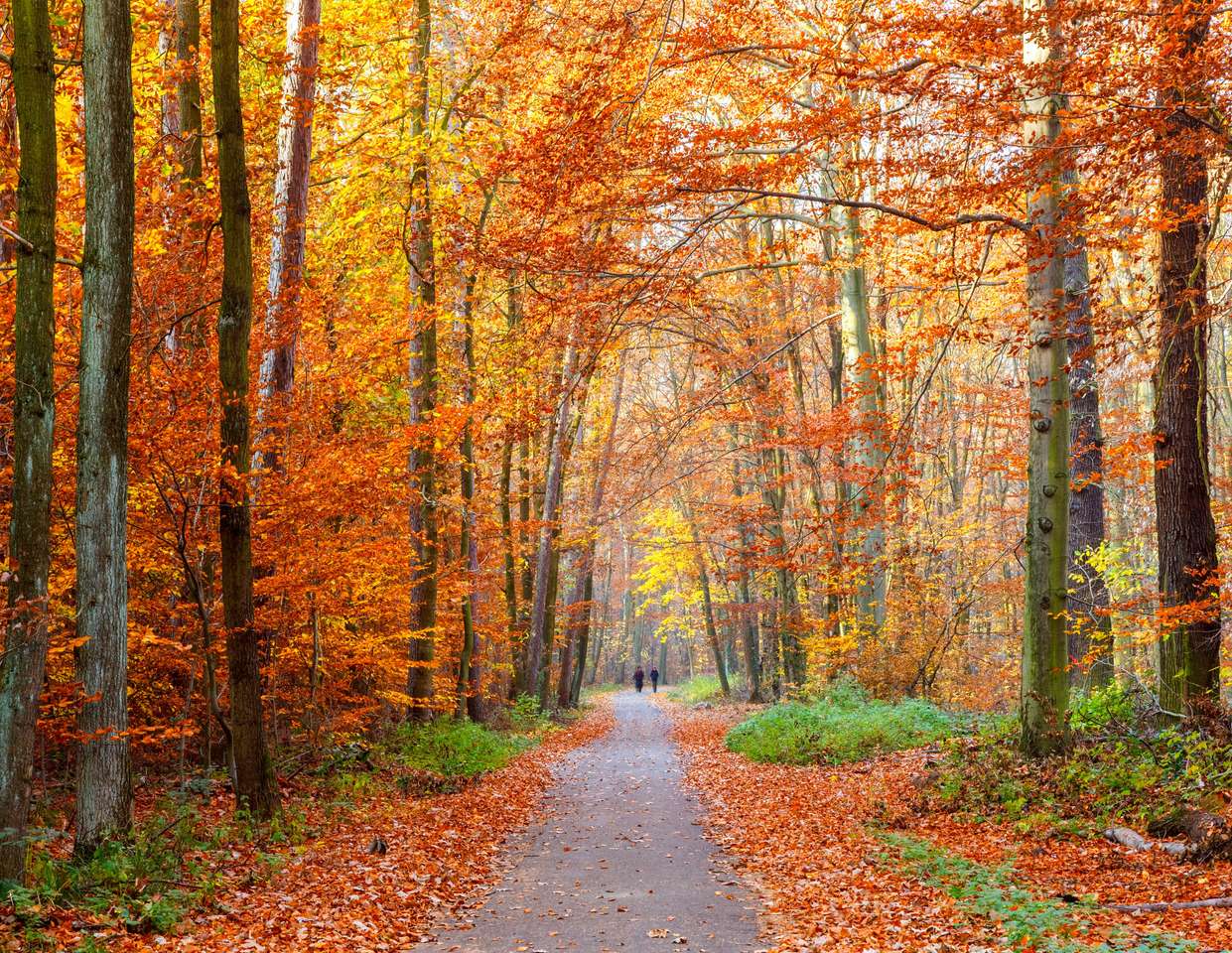 Camino en el bosque de otoño rompecabezas en línea