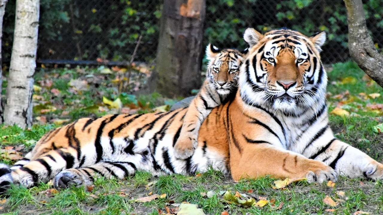 Tigerpussel Pussel online
