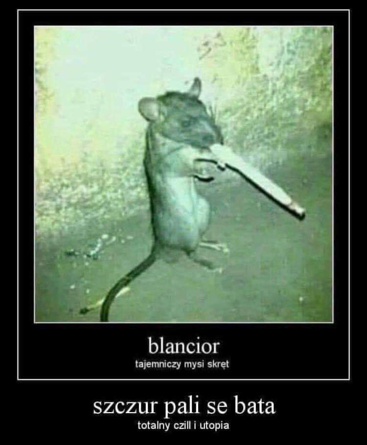 blancior en mystisk mus twist pussel online från foto