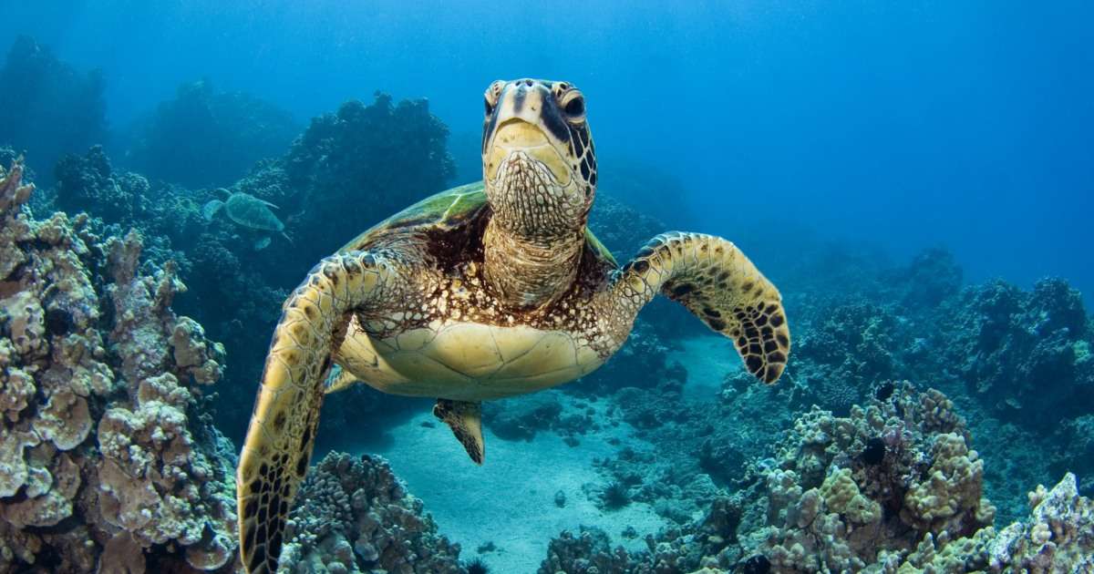 Морська черепаха онлайн пазл