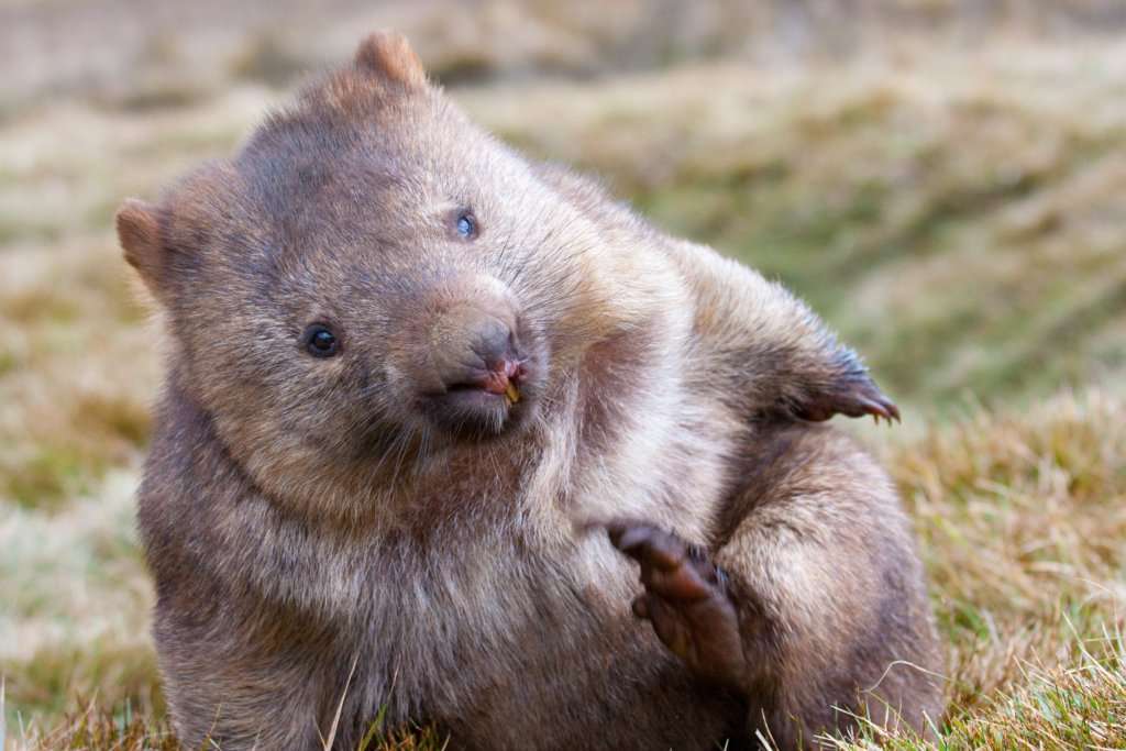 Wombat onsdagspussel 3-nov-2021 Pussel online