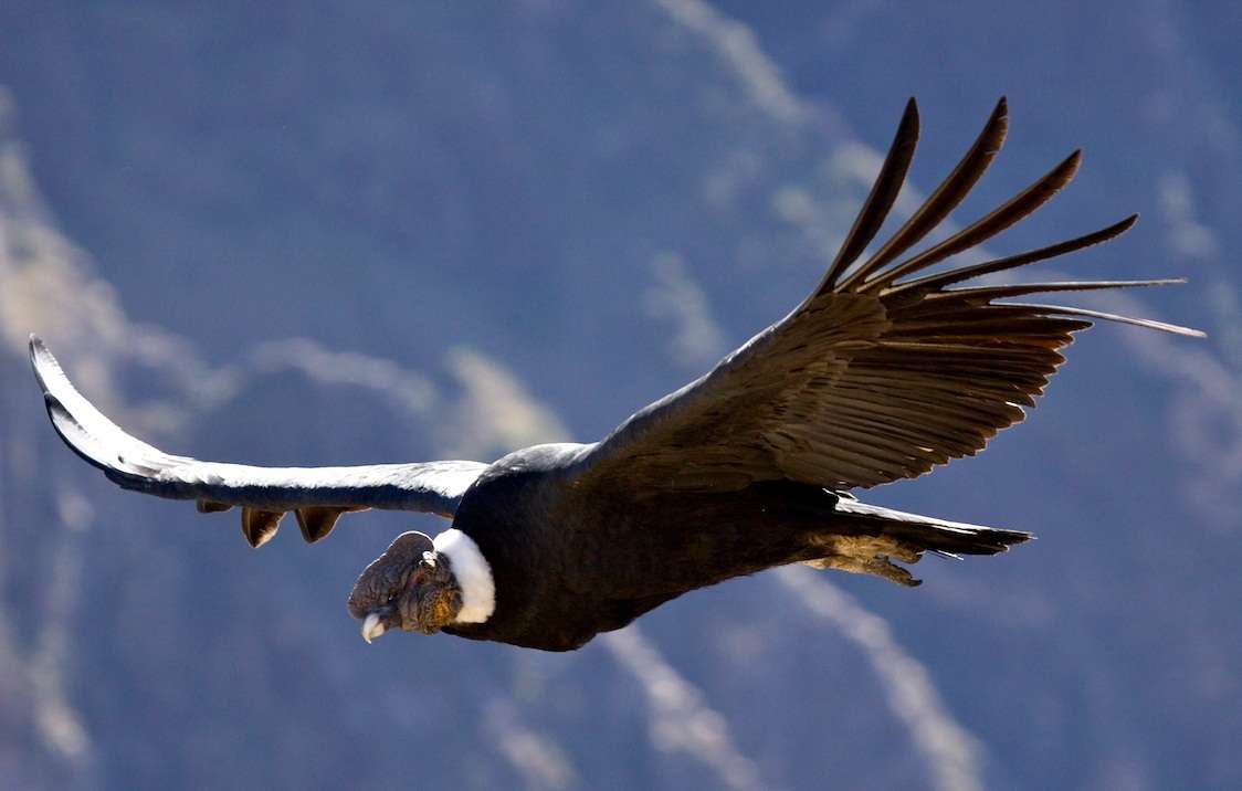 ANDEAN CONDOR, NOT TO EXTINCTION puzzle online from photo