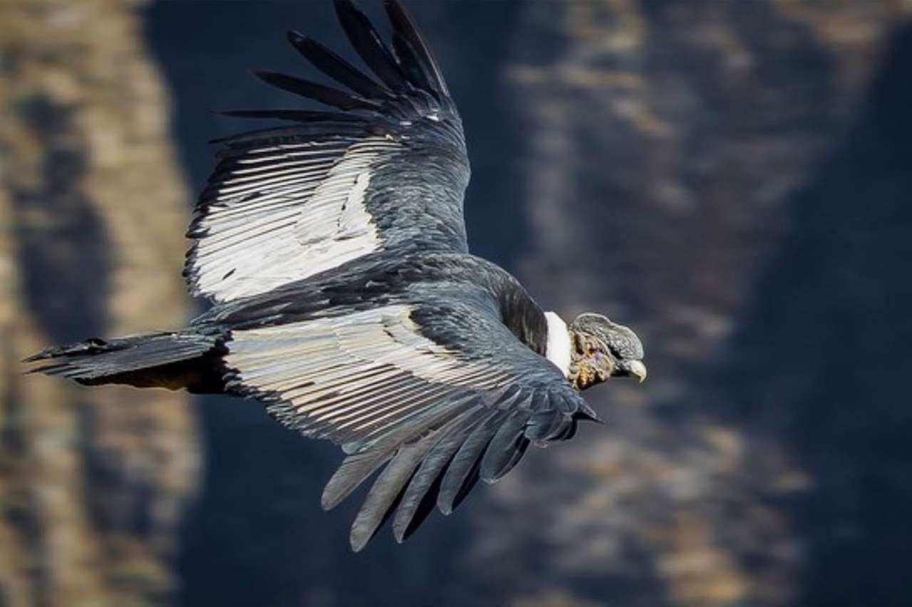 ANDEAN CONDOR, NOT TO EXTINCTION online puzzle