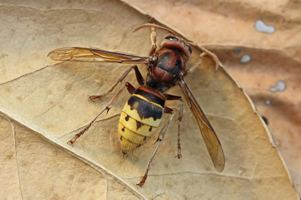 HORNET ON CHESTNUT LEAF puzzle online from photo