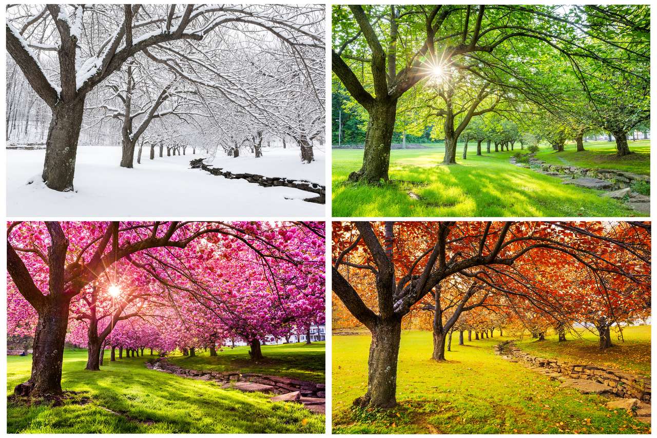 Four seasons with japanese cherry trees puzzle online from photo