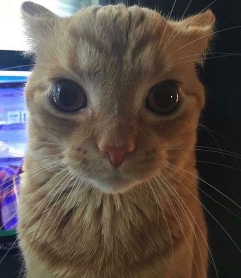 kattkatt pussel online från foto