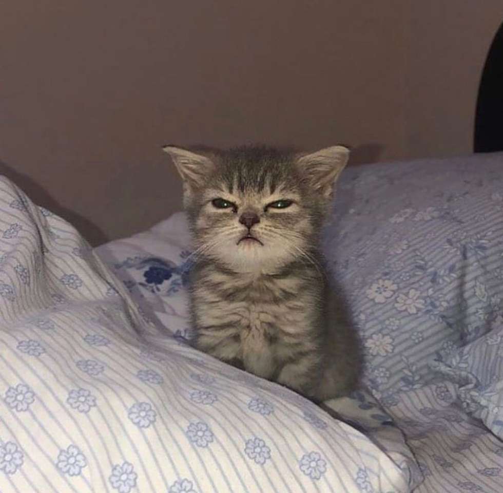 θυμωμένη γάτα παζλ online από φωτογραφία