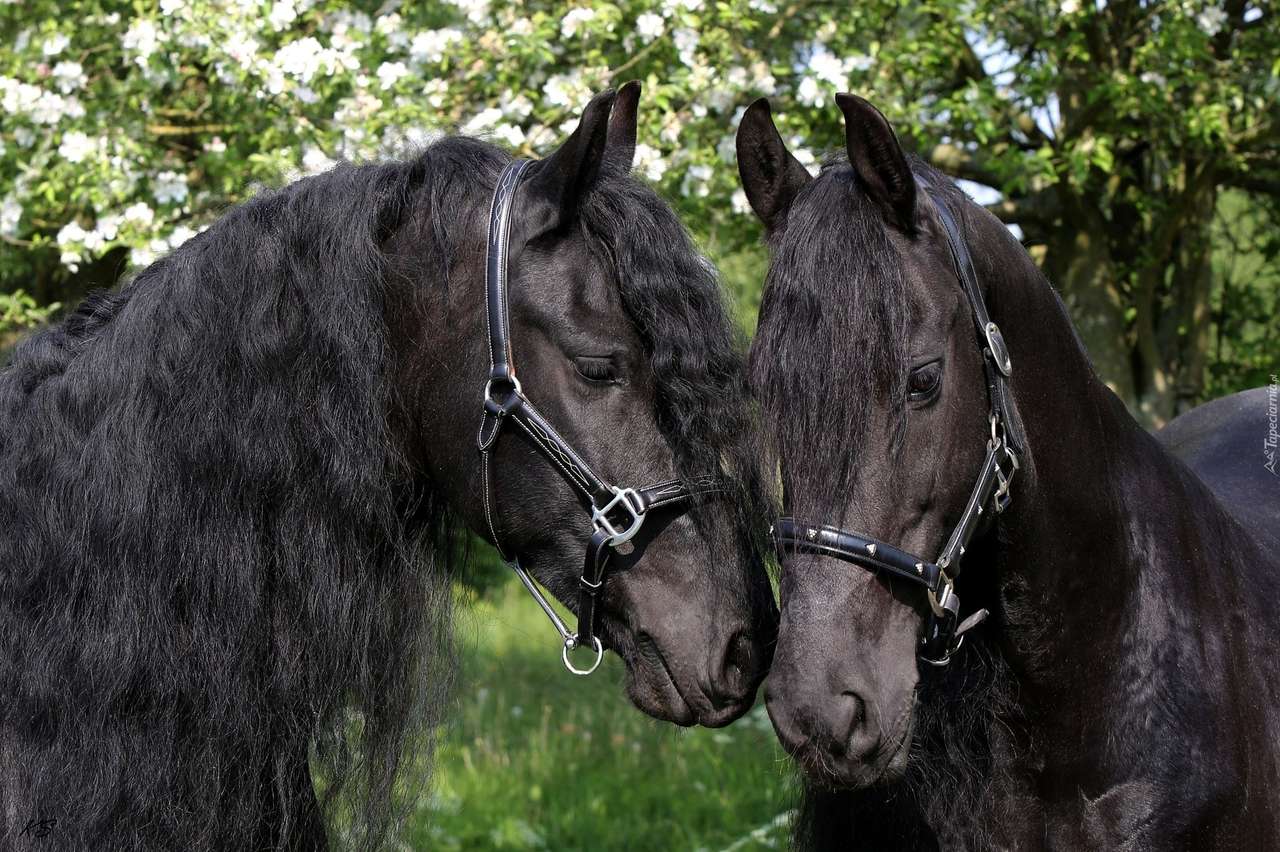 μαύρα άλογα online παζλ