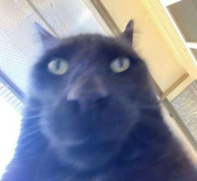 cat man selfie online puzzle