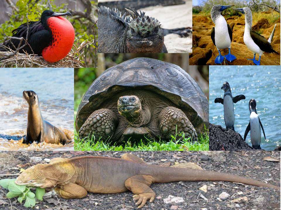 Galapagos-Tiere Online-Puzzle