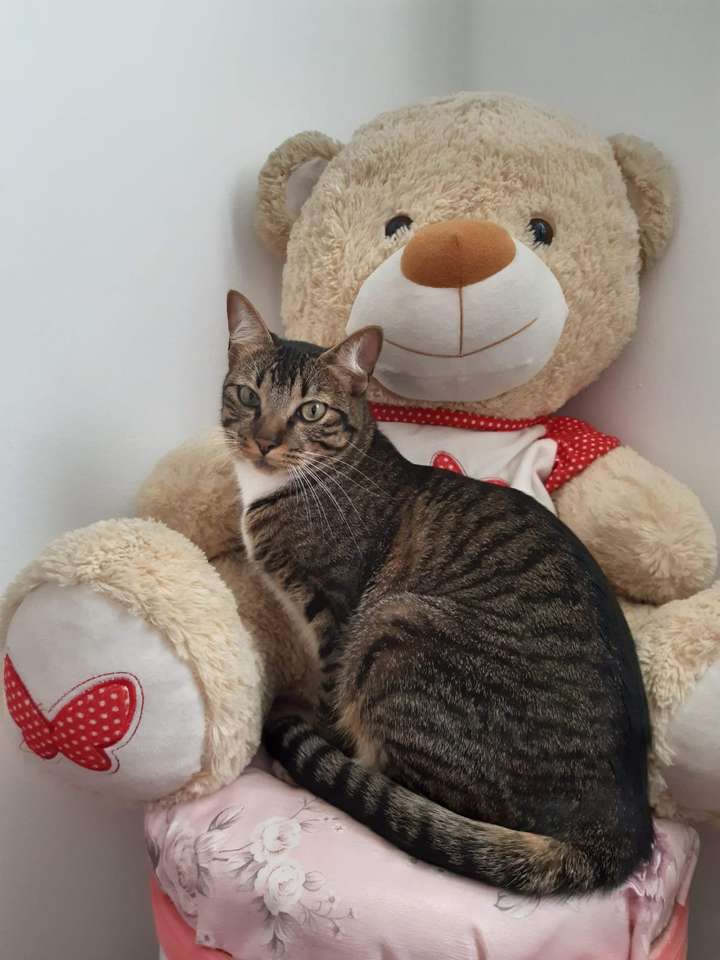 Puchi este o pisică frumoasă puzzle online din fotografie