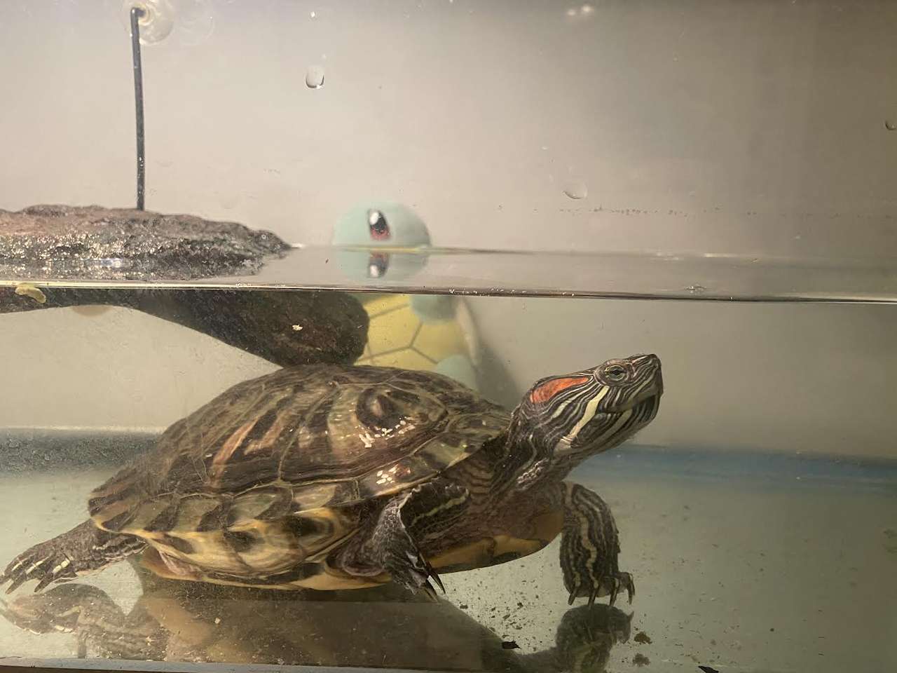 Esta tortuga está a punto de emprender una gran aventura. puzzle online a partir de foto